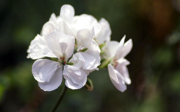 植物医生雪莲美白淡斑系列怎么样