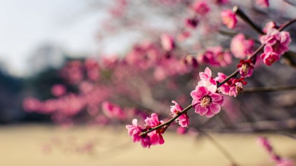 颧骨内推是什么原理