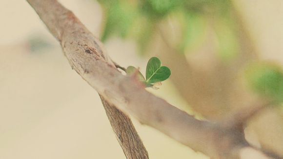 种植牙大约价格一览